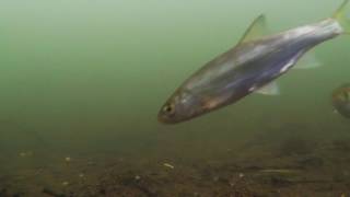 River Lea Underwater Roach, Dace & Ruffe