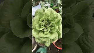 #subscribetomychannel #lettuce #containergardening 🥬🥬