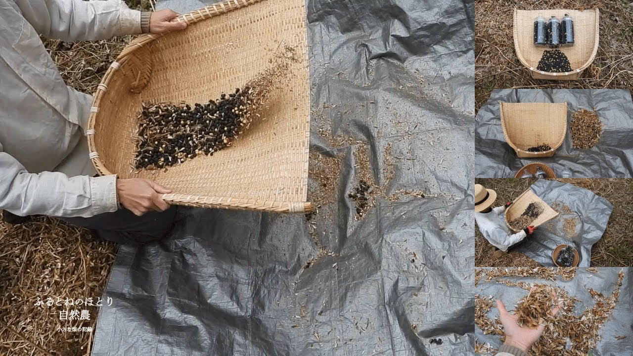 「丹波献上黒大豆」の収穫｜③脱莢・選別編〜手作業での脱莢作業と今年の収穫量〜26年2月28日