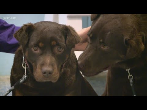 emotional-sendoff-for-two-shelter-dogs-in-red-wing