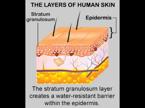 What is the function of the skin layer called the stratum spinosum?