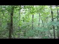 Screaming sounds in the woods, rocks thrown at camera - Georgia, 2013