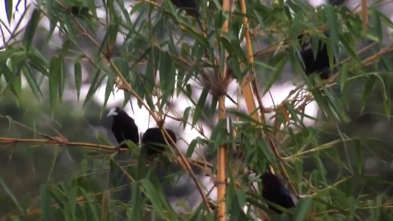 Oropendula and Great-tailed Grackle Roost 