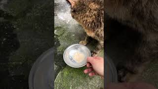Feeding a Cat (First-Person View)