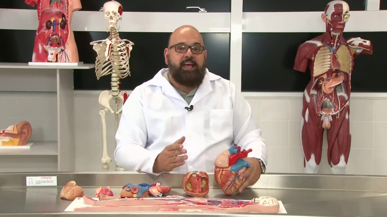 Aula Prática Anatomia Sistêmica - Sistema Cardiovascular