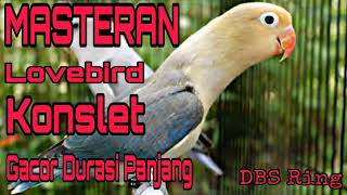 Suara Burung Lovebird Konslet Gacor Durasi Panjang | Masteran Lovebird Biar Konslet...