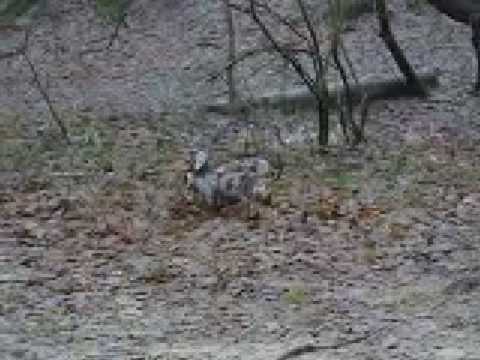 Lucy chasing Sadie