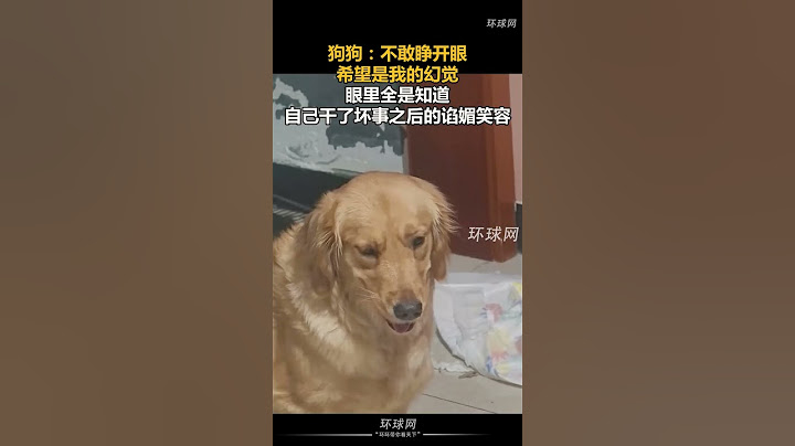 狗狗：不敢睁开眼，希望是我的幻觉，眼里全是知道自己干了坏事之后的谄媚笑容 #shorts #news
