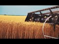 የክላስተር ስንዴ ልማት…