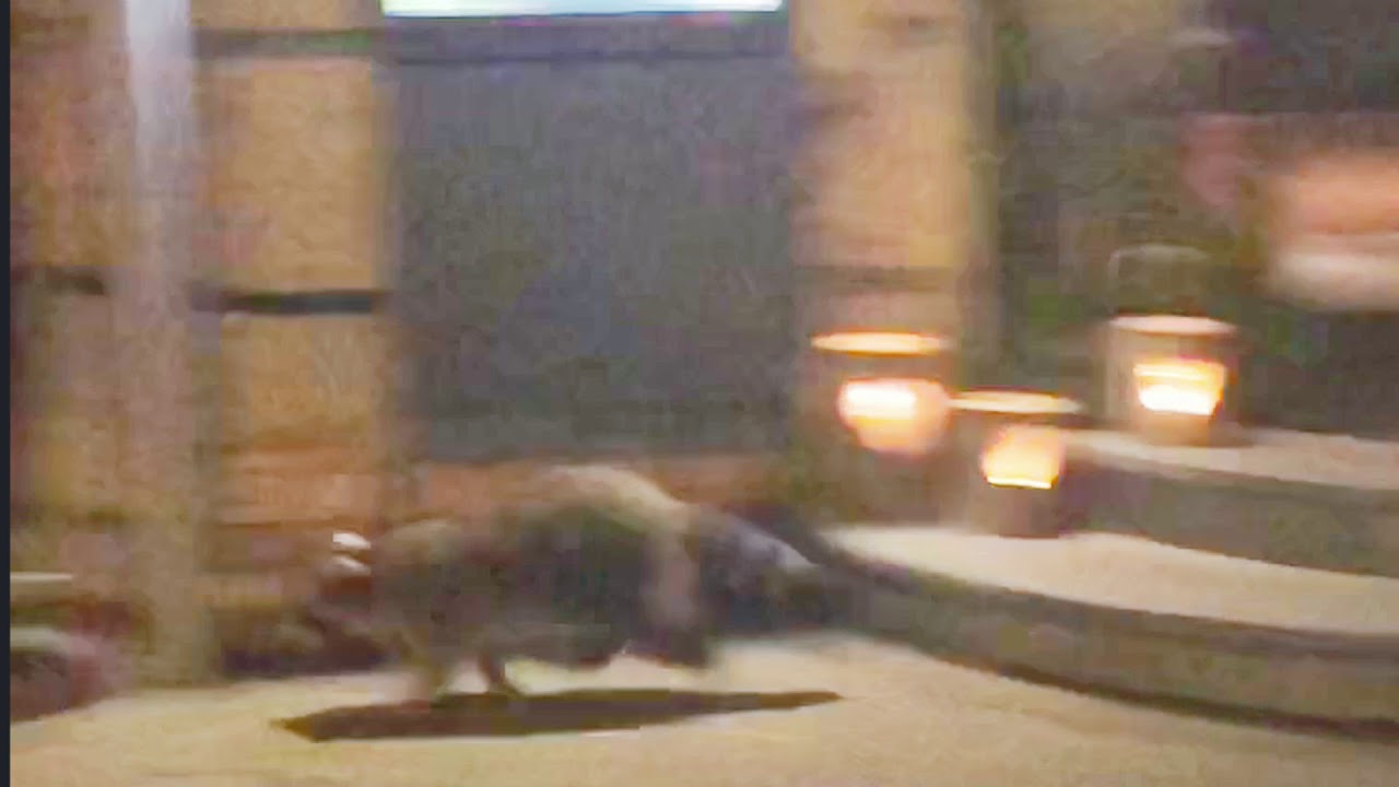 video phone beyonce mp3 Raccoon / Waschbär in Zürich