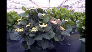 Timelapse Hydrangea Macrophylla