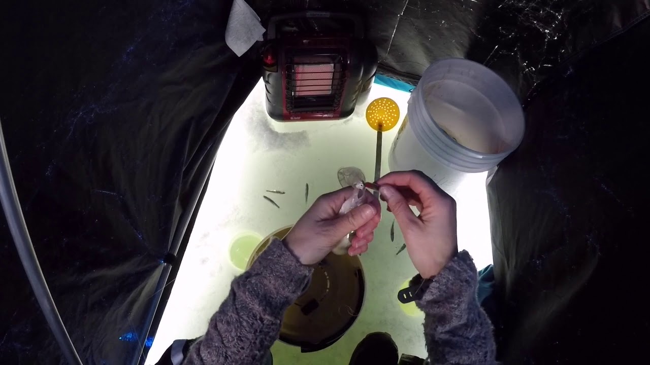 Ice Fishing Lake St. Clair Perch Mitchell's Bay 2019