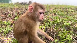 Monkey Kaka is sad because she can't return to her family.