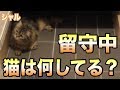 留守中、猫は何してる？寝てるだけかと思ったらまさかの…!!!可愛すぎてYABEEEEEEE!!!