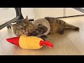 お迎えした保護猫に初めてぬいぐるみをプレゼントしたら…