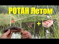 Ловля Ротана на Лесном Озере летом  Рыбалка на боковой кивок
