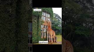 مطعم وسط حديقة الزرافات في نيروبي، كينيا The Giraffe Manor In Nairobi, Kenya ?? #travel