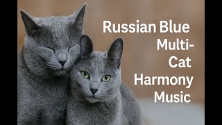 Russian Blue Cat Harmony – Relaxing Music for Multi-Cat Homes (1 Hour)