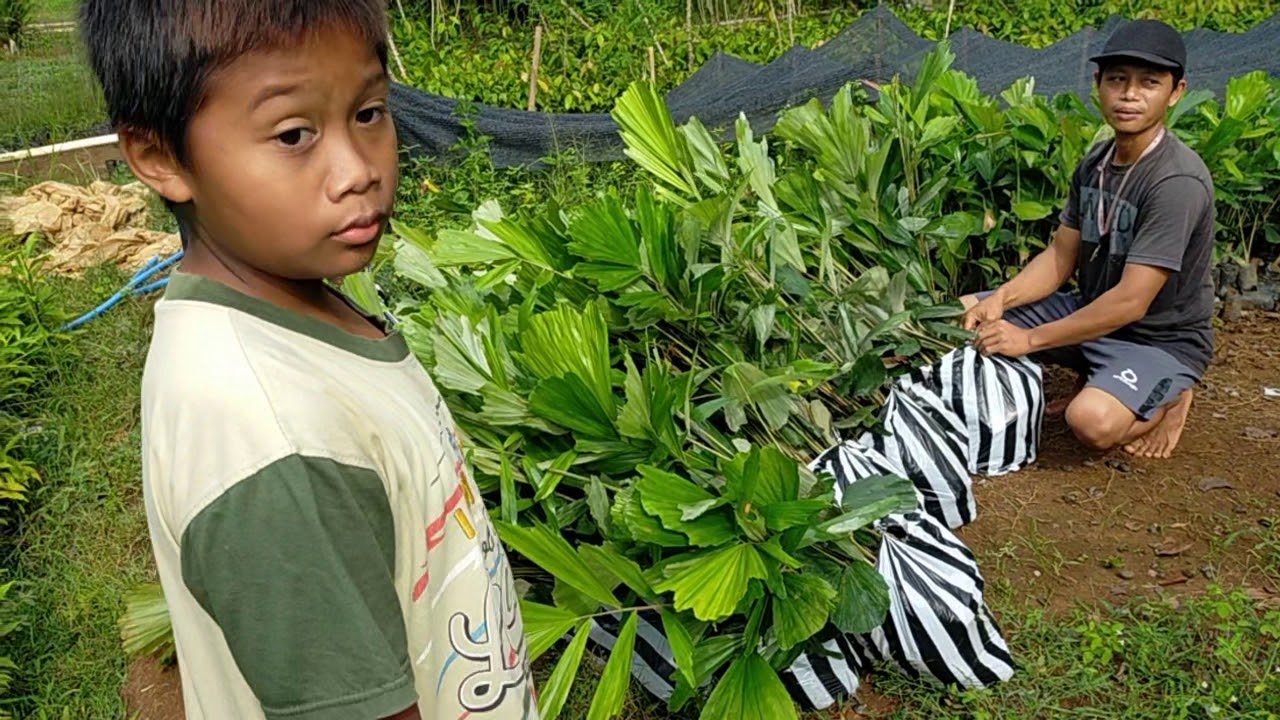 JUAL BIBIT AREN, BIBIT AREN MURAH, BIBIT AREN UNGGUL, HARGA BIBIT AREN, BIBIT AREN DI PURWOREJO