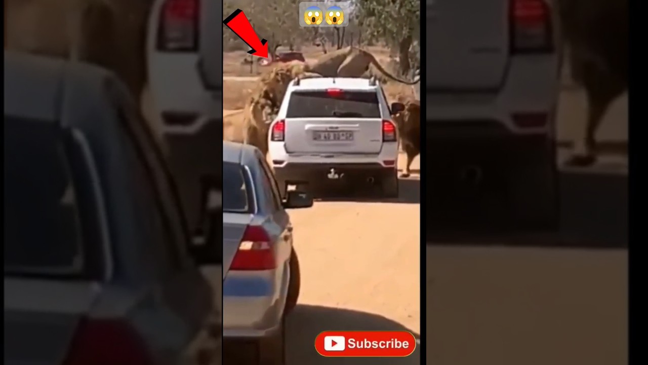 ANGRY LION ATTACK ON CAR | 🔥😱😱 
