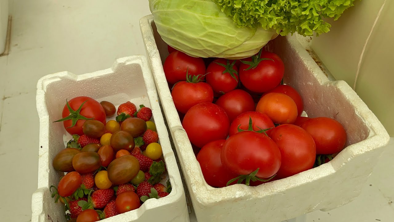 انتاج الجزر الخيار الفراولة الطماطم الزراعة المائية.