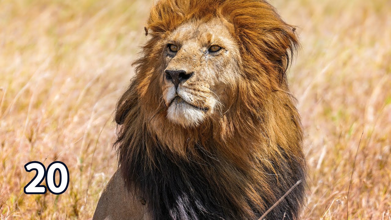 20 Minute Timer- Lion Roars When Time's Up!! - YouTube