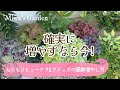 【ヒューケラとアジュガの増やし方🌱】今が絶好のチャンス!株分けと挿し木の簡単で失敗しない方法♪/ガーデニング*庭づくり