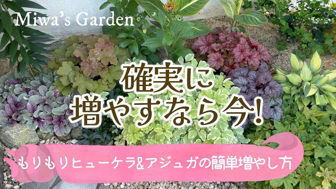 【ヒューケラとアジュガの増やし方🌱】今が絶好のチャンス！株分けと挿し木の簡単で失敗しない方法♪/ガーデニング＊庭づくり