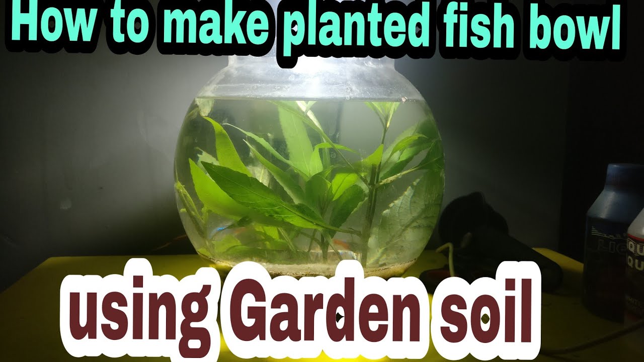 How to setup planted fish bowl using Garden soil in HINDI planted fish