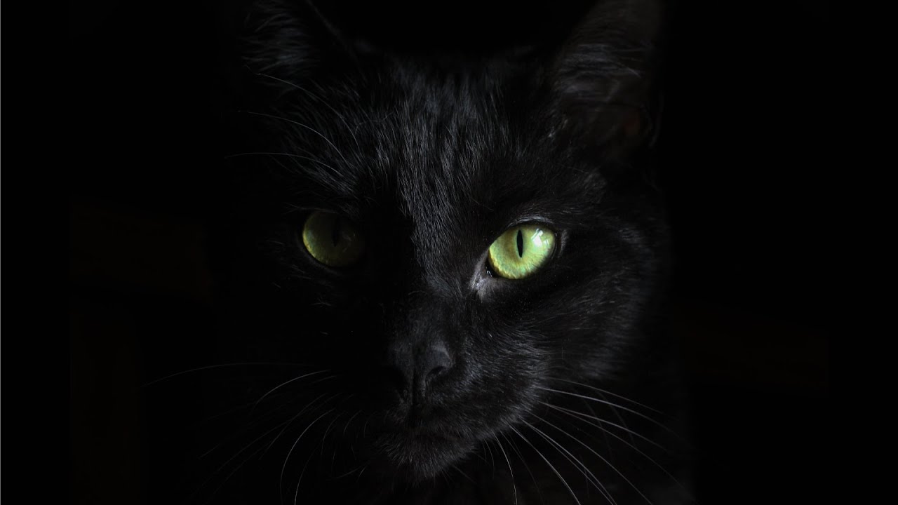 [FREE] Flute Trap Type Beat 2022 - "Seldom" | Hard Freestyle Type Beat