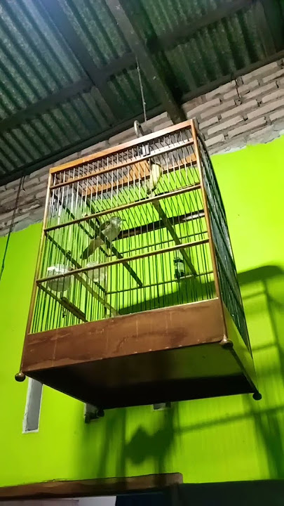 kapas tembak jantan memanggil betina