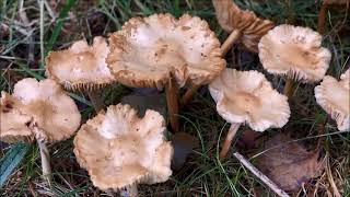 Fairy Ring Marasmius Mushrooms