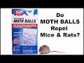 Do Moth Balls Repel Mice?  Mousetrap Monday