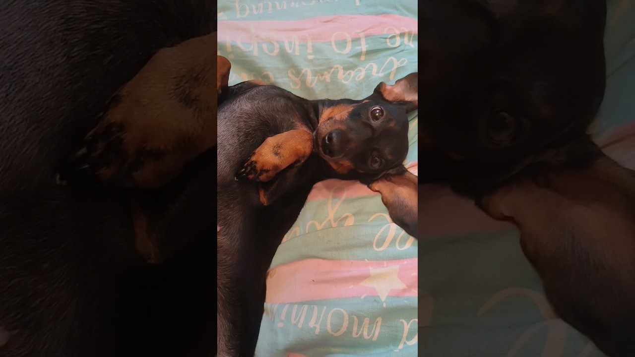 Ты мой пупсик #животные #animaldog #animals #dog #такса