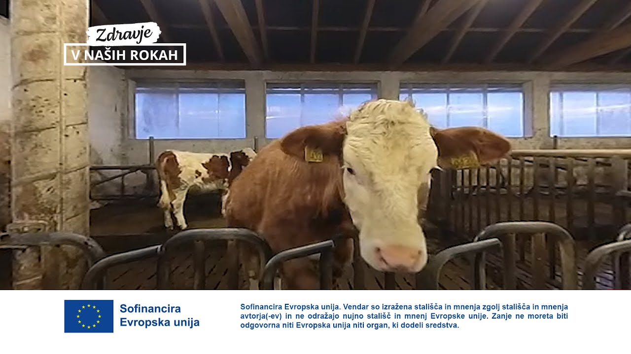 Obisk hleva na kmetiji Bokan, 360-stopinjski posnetek