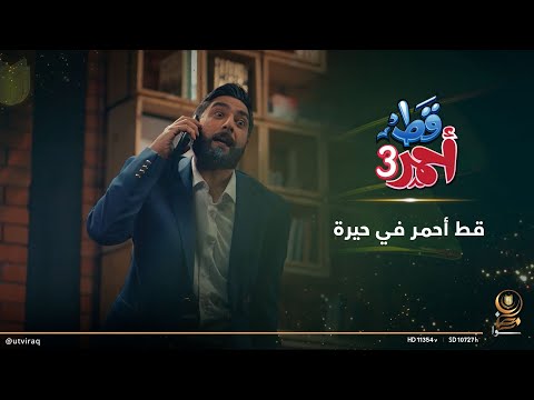 قط أحمر في حيرة