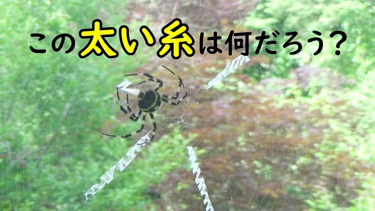 クモの巣の隠れ帯【白帯】チュウガタコガネグモ - YouTube