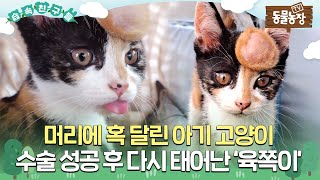 [#습속친구들] 머리에 혹 달린 아기 고양이, 수술 성공 후 다시 태어난 ‘육쪽이’😺 #TV동물농장 #AnimalFarm #SBSstory