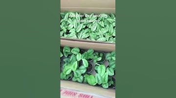 Thumbnail of How to Make Money Selling Plants From Home - Read Description