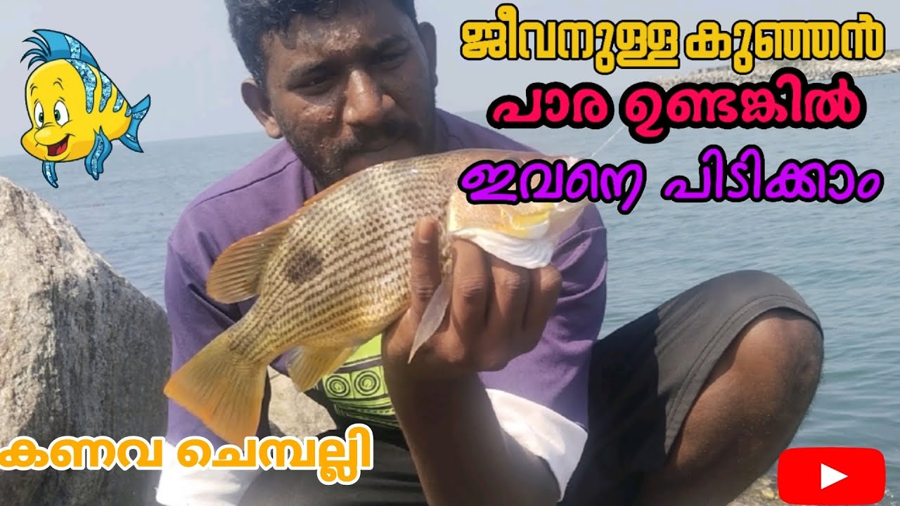 ജീവനുള്ള പാര ഉണ്ടങ്കിലും ഇവനെ കിട്ടും 🎣🐠