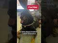 Sweet dog Cochise gets fitted for a custom CCL brace.