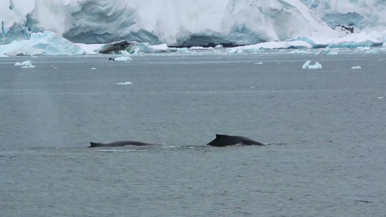 Fournier Bay Humpback Whales from World Navigator