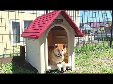 犬小屋物語 柴犬 Kennel Youtube