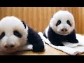 Deux bébés pandas jumeaux sont adoptés ! - ZAPPING SAUVAGE