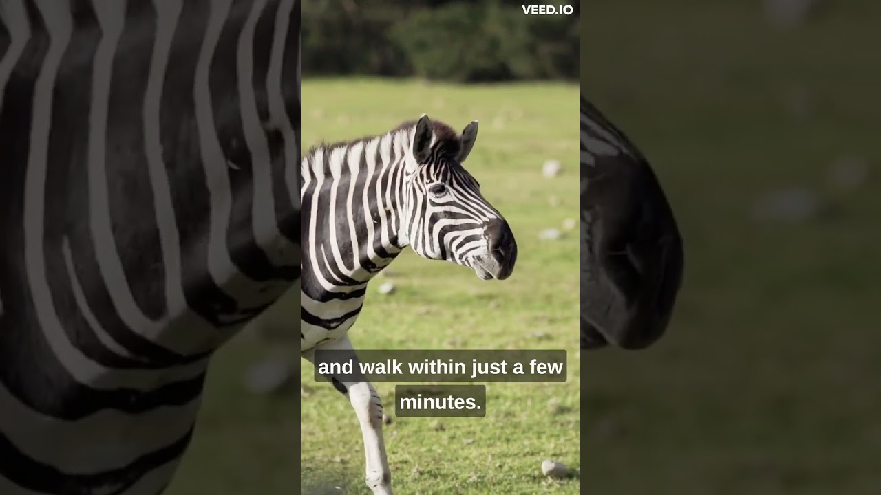 Fascinating Facts About Zebra That'll Blow Your Mind 🦓