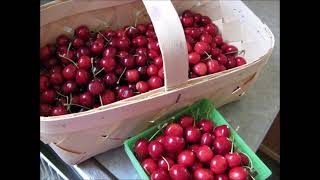 10 Cherry Varieties - Vitamins A C K Heart Health Sleep Exercise Recovery Anti