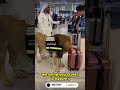 Lion Checks Bags | Dubai Airport Shock 😱🦁✈️ #Shorts