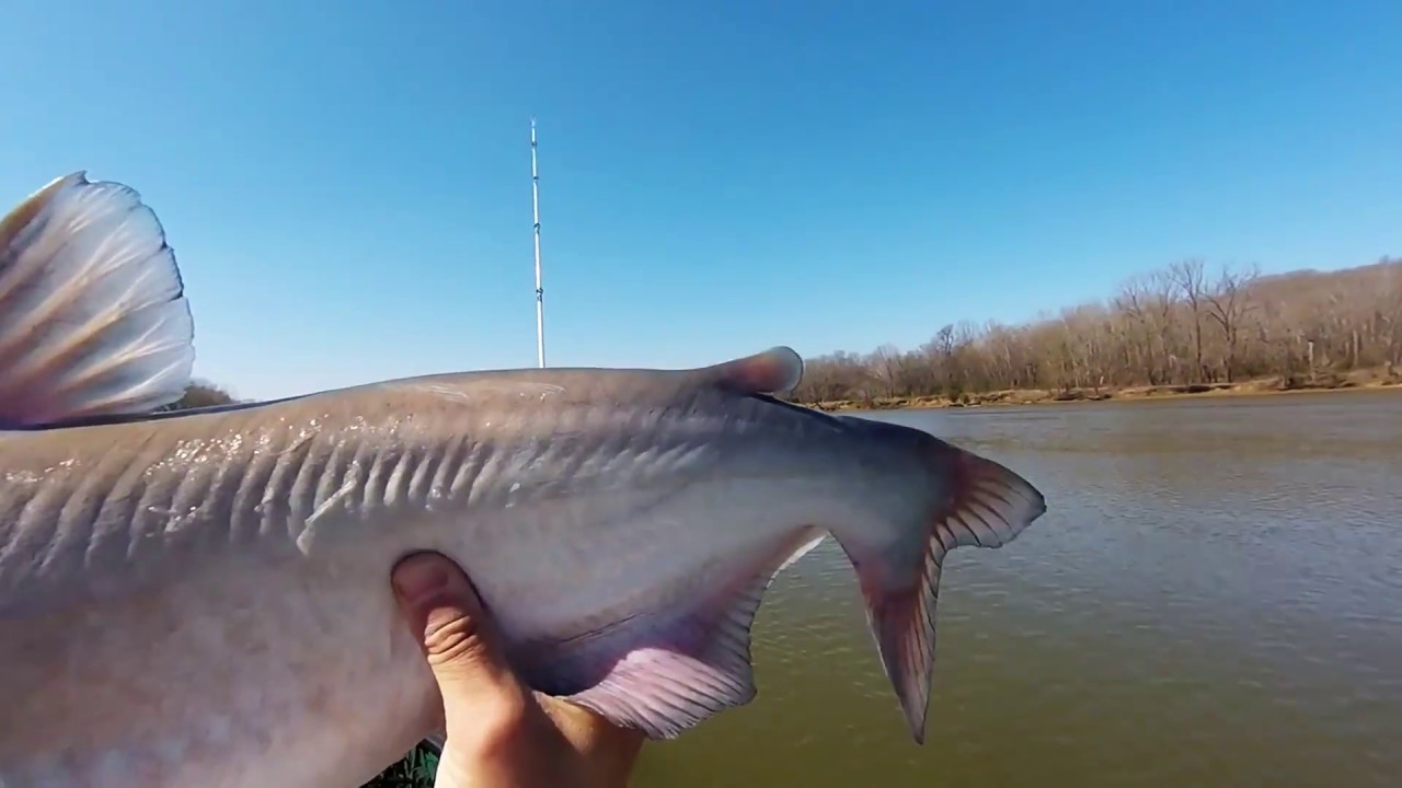 Catfishing Hot start slow finish YouTube