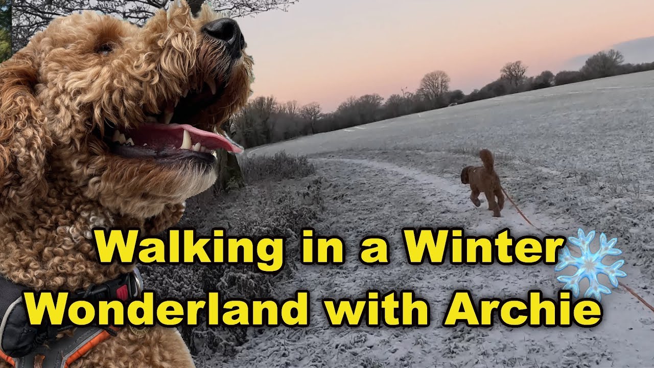 Прогулка по зимней сказке ❄️ с Арчи