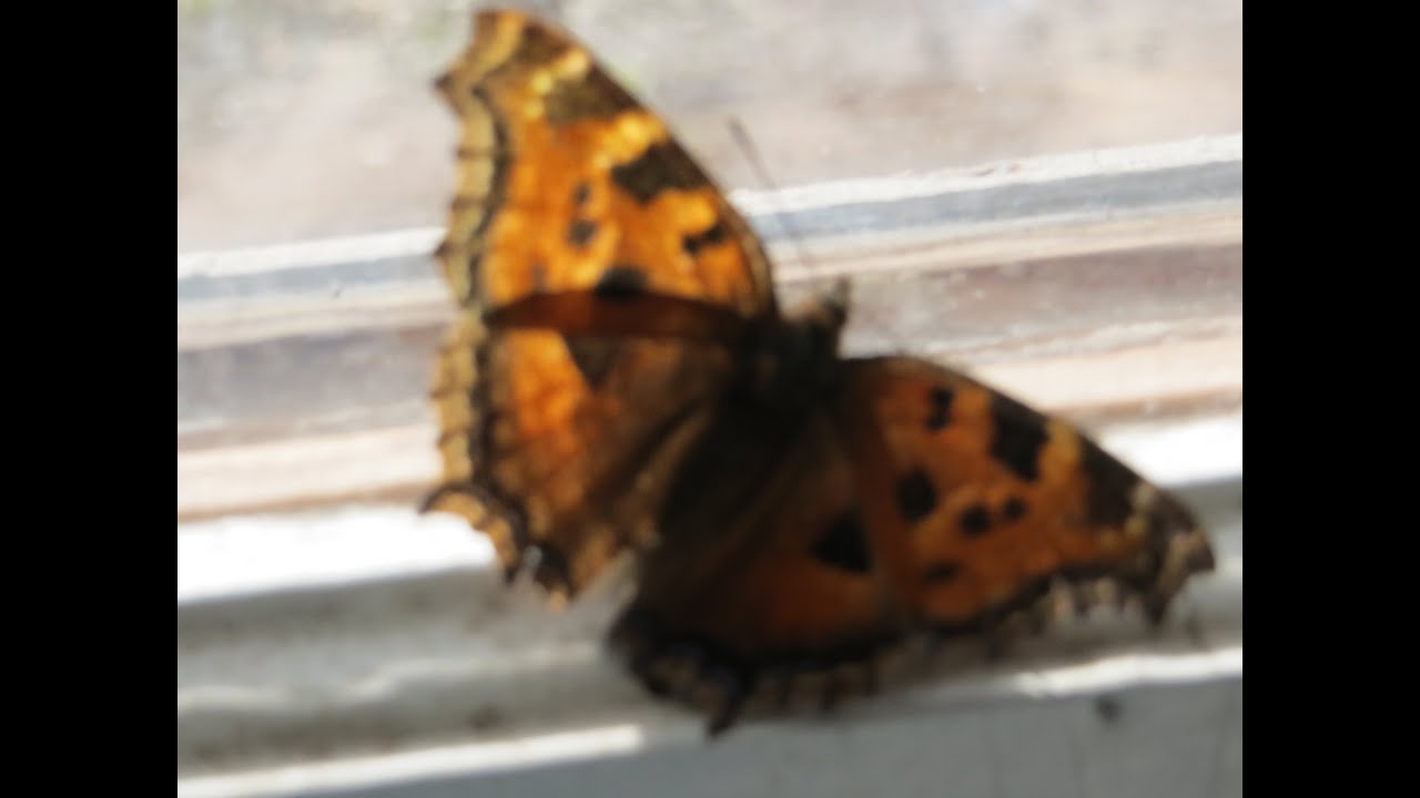 Не заманишь меня на эстрадный концерт...песня Высоцкого - YouTube